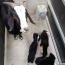 천국염소 이미지