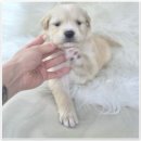 부산강아지분양 드림독 안심분양센터 부산점 이미지