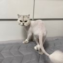 고양이미용&호텔 냥집사 | 원주 고양이 카페 &amp; 미용 &amp; 호텔 “오묘” 방문 후기