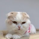 냥카페,루브 | 냥카페루브 후기, 디저트도 맛있고 고양이와 놀기 좋은 공간