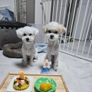 까까묵자 | 🎂 까까묵자 강아지 생일 케이크 후기