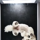 펫(PET)과 함께 | 수원 스타필드 강아지 셀프사진관 펫부스 / 젤리샷 증멍사진까지 콤보샷 내돈내산 후기