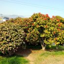 지천생태공원 | 김해 대동 동백꽃이 예쁜 대동 생태체육공원 나루터 주변 둑길 걸었던 후기 (대동할매국수, 대동 중학교...