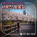 계양고등학교 주변 | 계양 서부천벚꽃길 : 4월 6일 만개 현황 및 나들이 후기