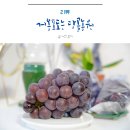당골농원 | 거봉포도 당골농원 거봉 2kg 택배 후기