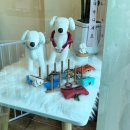 여니네 펫공방 이미지