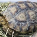 수성동물병원 이미지