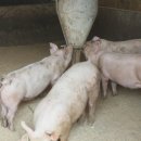 태원농장 이미지