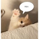 제나무역 | 토스 AL 후기