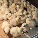 천안오골계농장 이미지