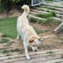 진도애견훈련소 이미지