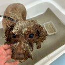 참좋은애견미용실 이미지