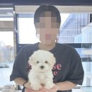 행복한 강아지 이미지