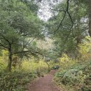 길 | 제주도 동쪽 숲길 비자림 후기