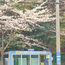 여수중앙여자고등학교 | 여수 봄에 가볼만한곳 중앙여고 일출정 승월마을 여수 벚꽃명소3