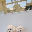 비주얼펫살롱 이미지