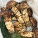 송이 | [신비농수산] 울진 자연산 송이버섯 후기(포장/택배/선물용)