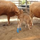 한덕농장 이미지