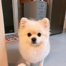 펫 목욕하는날 이미지