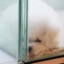 이정훈 강아지 네이버블로그