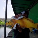 황금향어 이미지