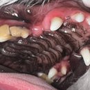 강남예치과동물병원 이미지