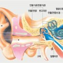 귀에 이물질이 들어 갔을 때~~ 이미지