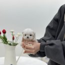육육공사 이미지