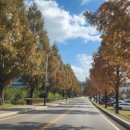 꽃-가족 | [경기 가평] 서울근교 가족나들이 &lt;자라섬남도꽃정원&gt; 단풍후기