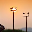 솟대 - 종로구 종로 336 | 솟대