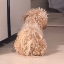 꿈꾸는 댕 | [인천/송도] 오프리쉬 가능한 실외 인천 애견운동장, 송도 혜윰공원 입장 및 예약 방법 총정리