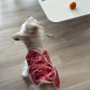 금남리민물장어