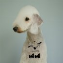 베베펫살롱 이미지