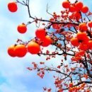 감나무집.홍시 이미지