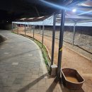 나이스부분정비 | [분당/율동공원] 밤에 핀 벚꽃부터 맨발 황톳길 이용 정보까지, 야간 산책 후기