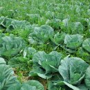 산내농장 이미지