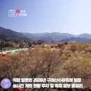 가좌1-05-061 | 구례 산수유축제 일정 2026 주차장 가수 실시간 개화현황