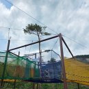 [강원도여행]아이랑 라벤더 무릉별유천지 할인/주차/먹거리/놀거리/야간셔틀시간