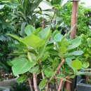 계림꽃농원 이미지