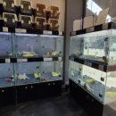 버디독 강아지분양 고양이분양 안심분양센터 서울 강서점 이미지