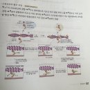 중앙대 기출 2014년 12번 근육세포의 수축과정 이미지