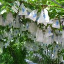 머루다래 이미지