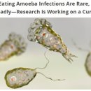 뇌를 먹는 아메바 (brain eating amoeba) 이미지