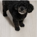 참동물병원 | 일산 산들동물병원 후기｜15살 노견 혈변 잡아준 과잉진료 없는 동물병원 내돈내산