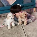 치노카푸 OSEN