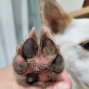 꽃길 걷는 도그 | ᴥ •ᘰ 리뷰] 강아지 산책 후 발 닦기 강아지발세정제 도고앤가또 꽃길걷개 젤리쉴드 워터리스 버블클렌저