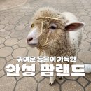 깡통라이브 | 경기도 아이랑 갈만한곳 안성팜랜드 호밀밭 축제 승마체험 총정리