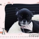 까망이네 이미지