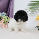 송현동 강아지 이미지