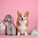 강아지와 고양이 이미지